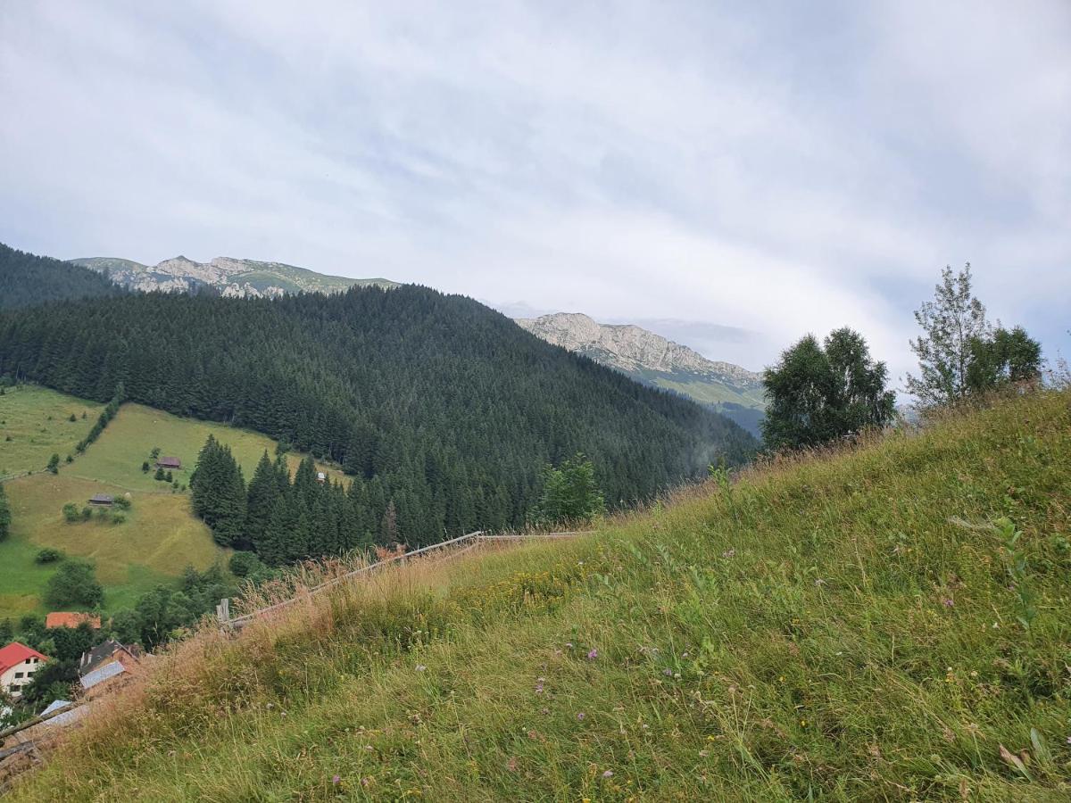 Alegria - Moieciu De Sus Hotel Moeciu De Sus Buitenkant foto