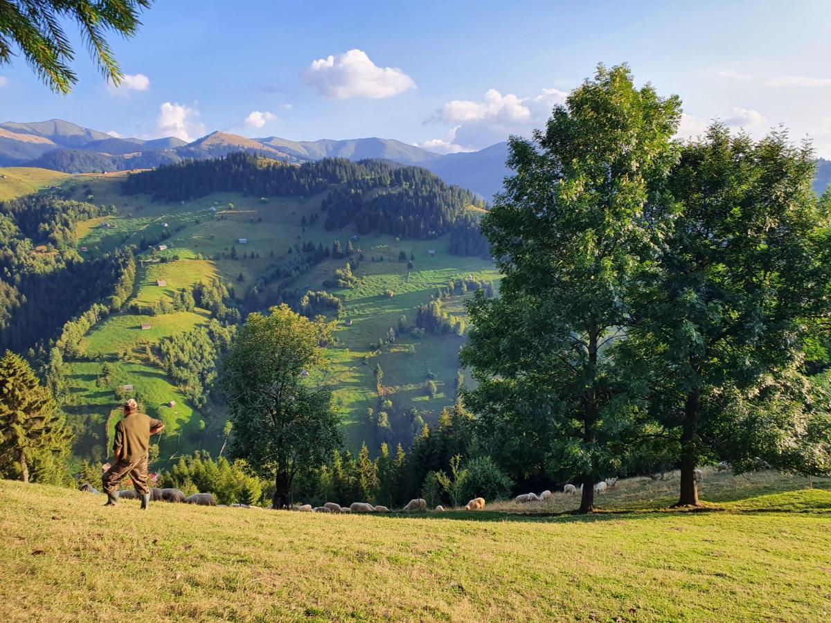Alegria - Moieciu De Sus Hotel Moeciu De Sus Buitenkant foto